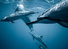 开云体育下载-保六争三 低谷中的法拉利能否抢到一块遮羞布？